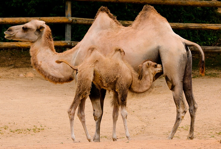 Las características del camello − Auxiliar Veterinario y Cuidador de Animales de Zoológico