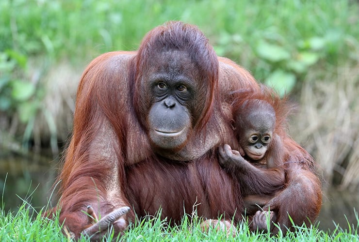 Las características del orangután − Auxiliar Veterinario y Cuidador de Animales de Zoológico