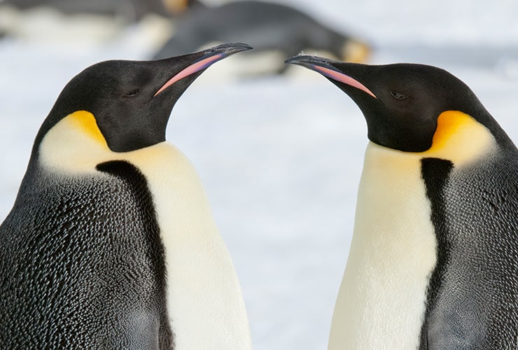 Cómo se reproducen los pingüinos − Auxiliar Veterinario y Cuidador de Animales de Zoológico