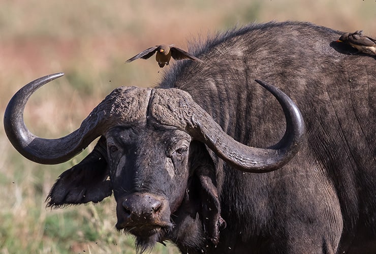 diferencia entre búfalo y bisonte
