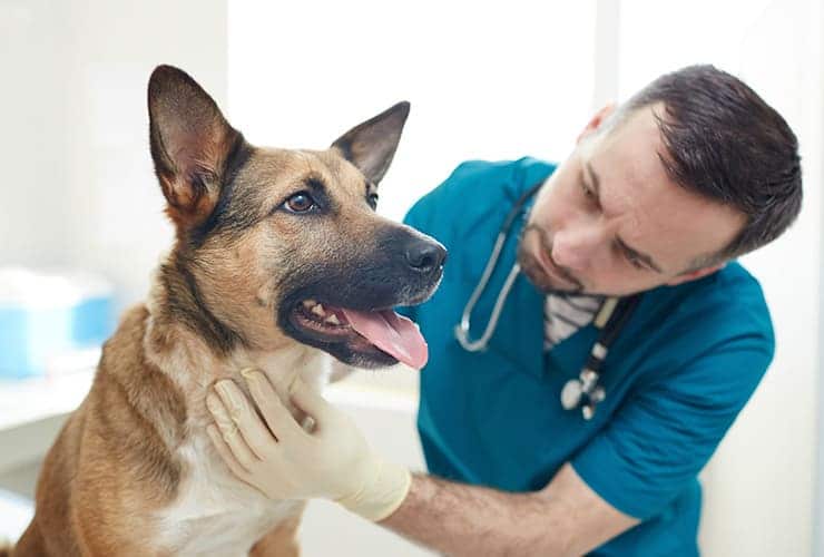 El hospital de perros − Asistente y Auxiliar Técnico Veterinario