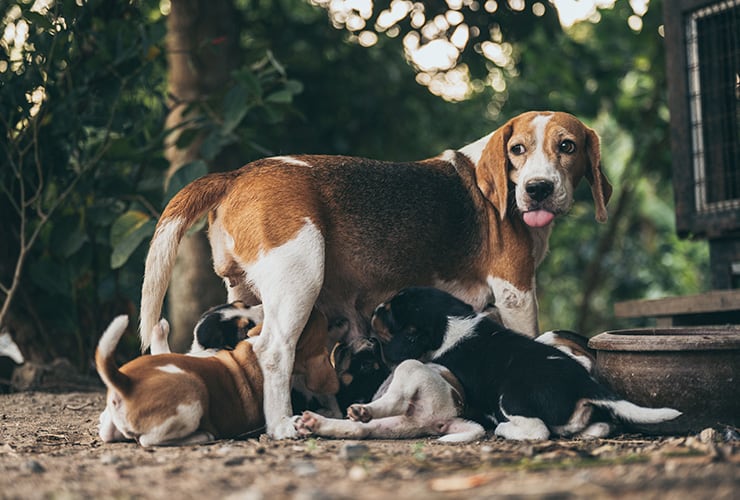 El parto de una perra primeriza − Asistente y Auxiliar Técnico Veterinario