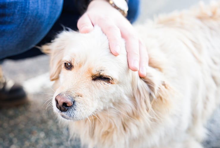 Los perros de apoyo − Terapia Asistida con Animales