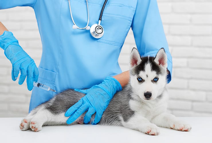 Las vacunas para perros − Asistente y Auxiliar Técnico Veterinario