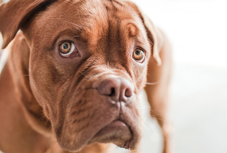 Problemas de comportamiento en perros − Adiestramiento Canino