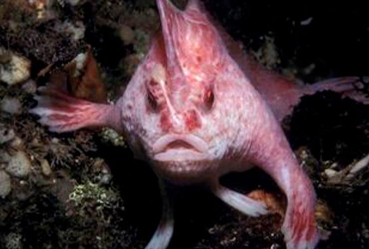 El pez rosado con manos − Técnico de Animales Exóticos
