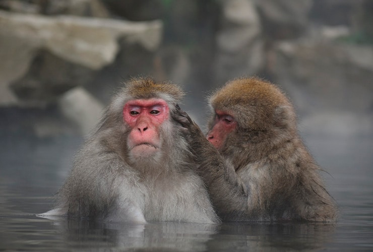 Macaco japonés − Técnico de Animales Exóticos