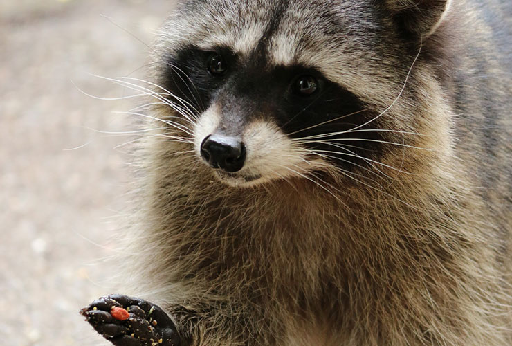 ¿Los mapaches qué comen? − Auxiliar Veterinario y Cuidador de Animales de Zoológico