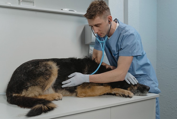 Problemas renales en perros − Asistente y Auxiliar Técnico Veterinario