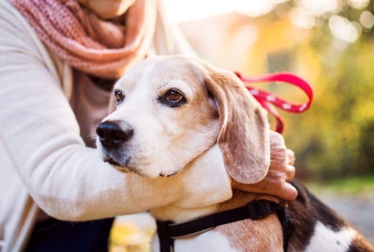 Las actividades asistidas con perros − Terapia Asistida con Animales
