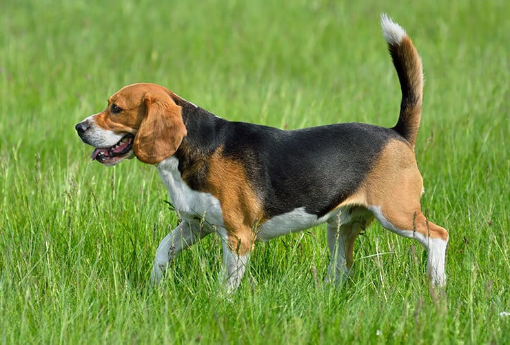 Cómo adiestrar a un beagle − Adiestramiento Canino