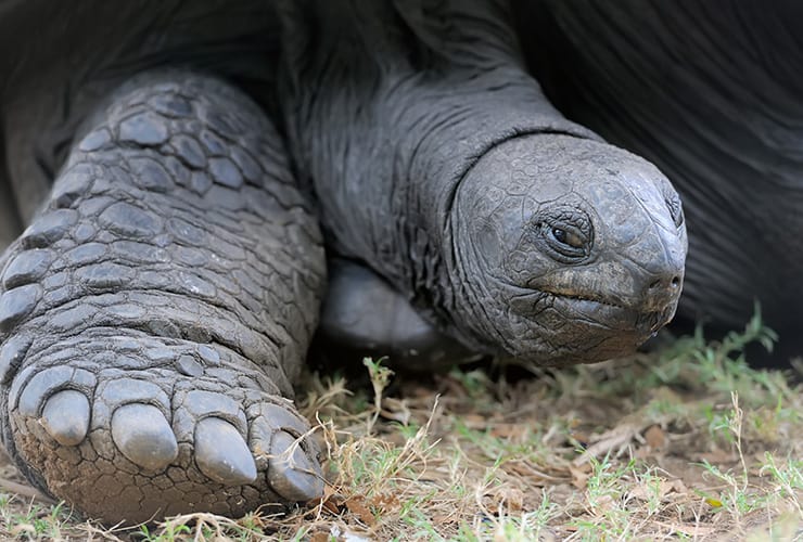¿La tortuga es un reptil? − Auxiliar Veterinario y Cuidador de Animales de Zoológico