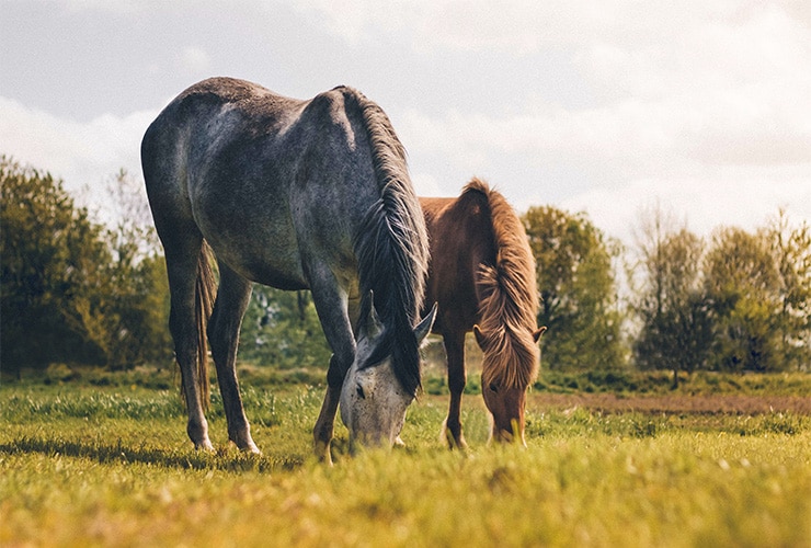El cepillo para caballos − Peluquería Canina y Felina