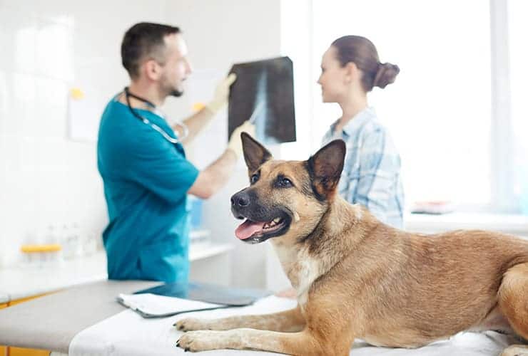 Las radiografías para perros − Asistente y Auxiliar Técnico Veterinario