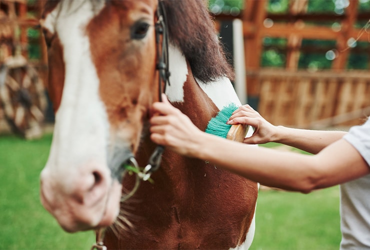 Cepillar caballos − Terapia Asistida con Animales