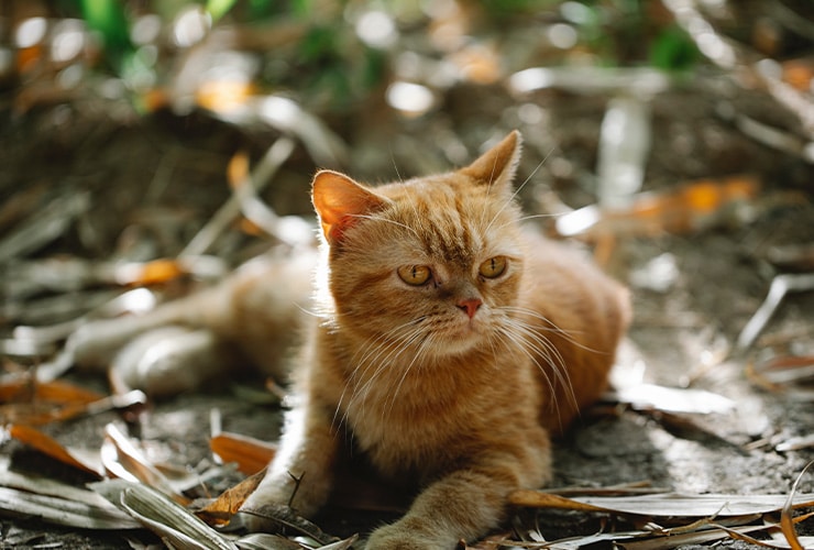 La malta para gatos − Asistente y Auxiliar Técnico Veterinario