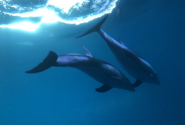 Sonido delfín − Mamíferos Marinos