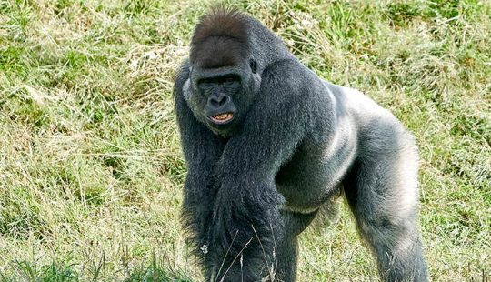 ¿Cómo se comunican los gorilas? – Especialista en Grandes Mamíferos Terrestres