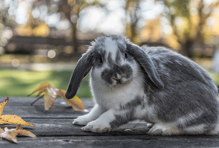 mixomatosis en conejos|mixomatosis en conejos