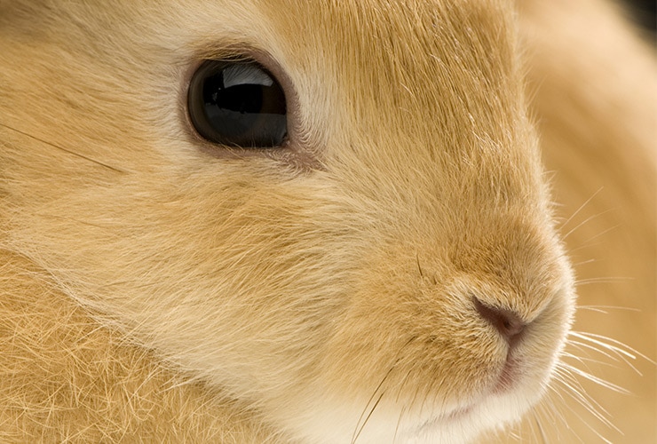 Gimnasio Mojado Secretario El peine para conejos: cómo debemos usarlo | Nubika