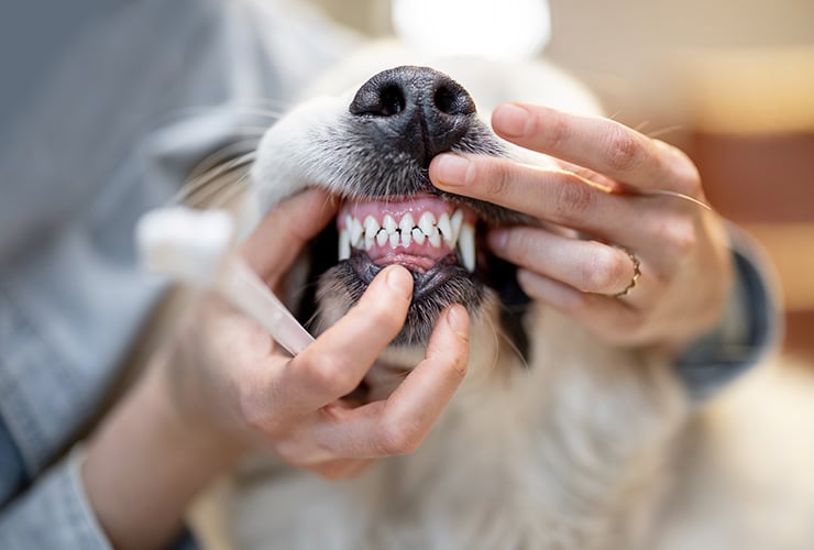 lavarle los dientes a un perro? nota! |