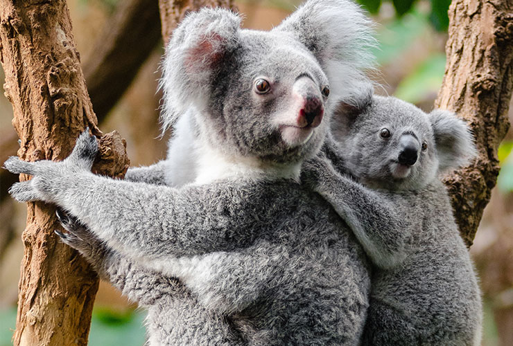 reproducción koala