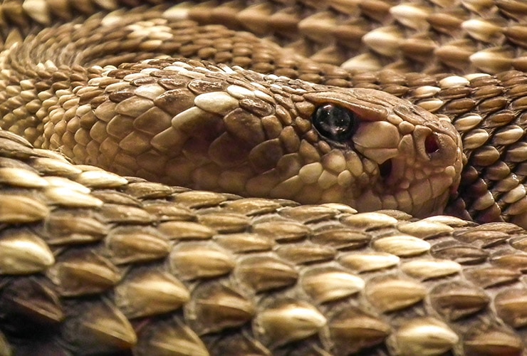 Las serpientes más peligrosas del mundo: naturales