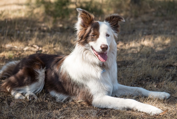 Perros guardianes no peligrosos: una defensa de patas | Nubika