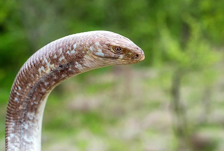 reproducción de las serpientes