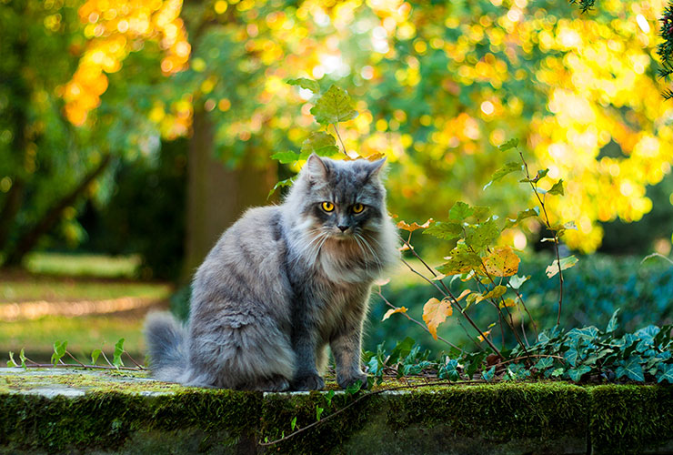 gato persa portada||||gato persa azul||gato persa azul|gato persa 3|