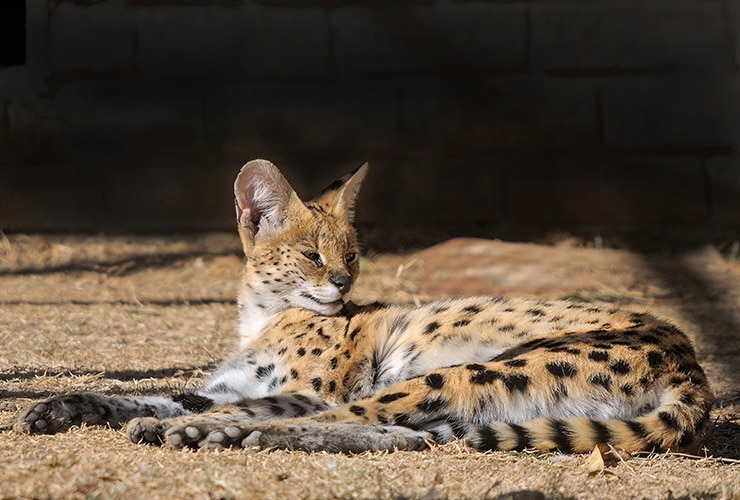 gato-serval