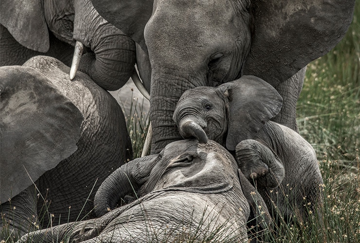 cuanto-dura-embarazo-un-elefante