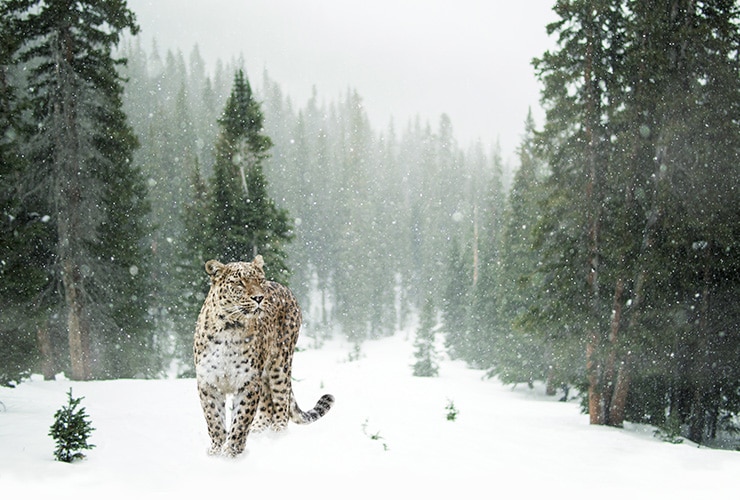 leopardo-nieves