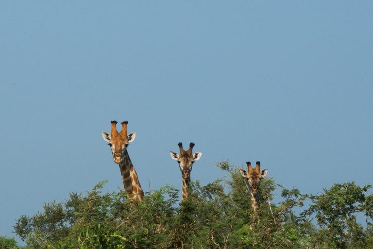 mamiferos-mas-grandes-mundo-jirafa