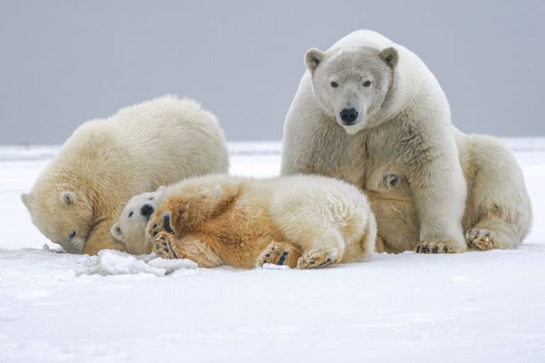 mamiferos-mas-grandes-mundo-oso-polar
