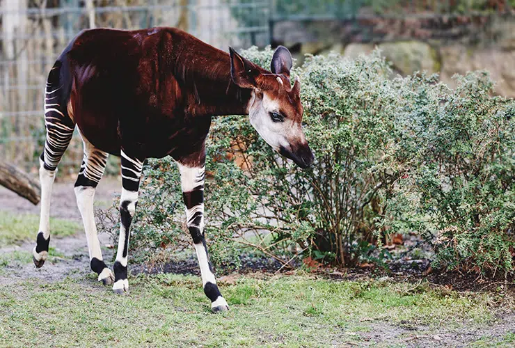 Okapi: un animal muy inusual. ¡Descúbrelo!