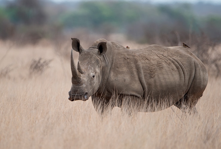 rinoceronte-blanco-peso-pesado-reino-animal
