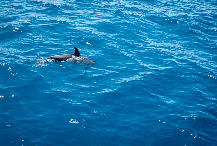 vaquita-marina