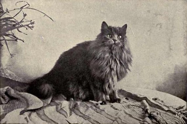 2-gato-persa-tradicional-1899