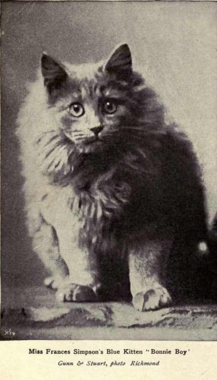 3-gato-persa-tradicional-1902