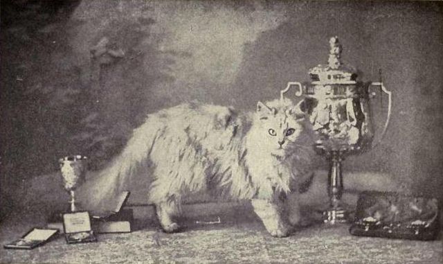 5-gato-persa-tradicional-1902