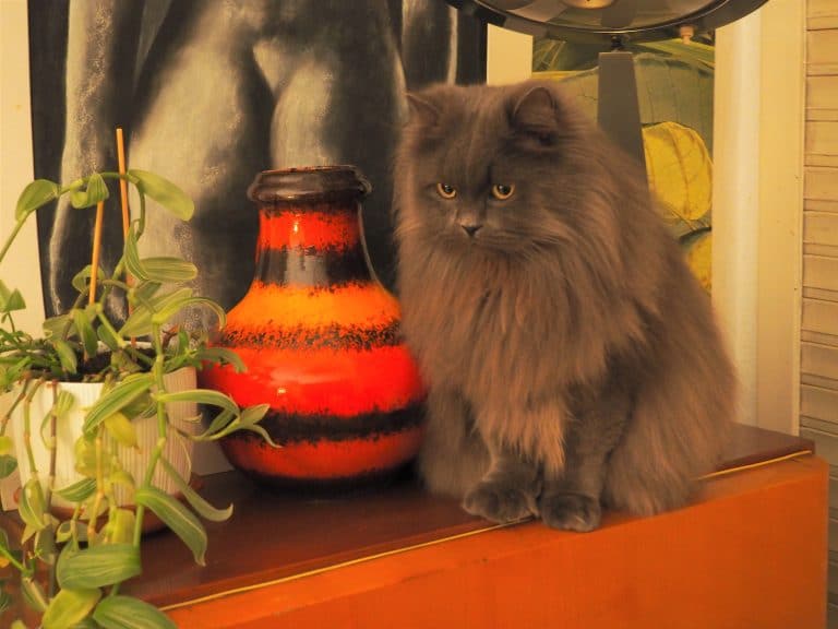 8-gato-persa-tradicional-persa-azul-scaled