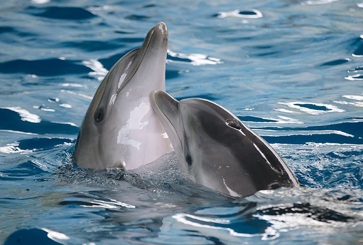 enfermedades delfines