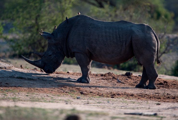 se-extingue-rinoceronte-negro