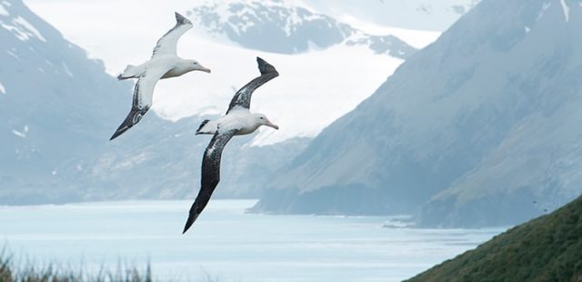 albatros-viajero