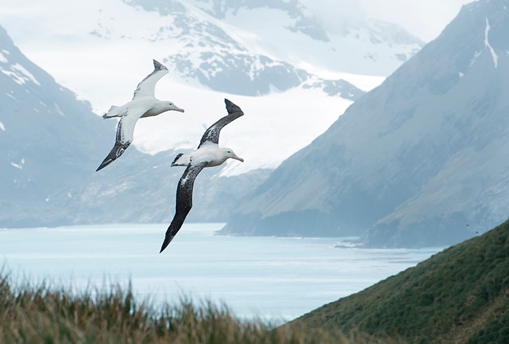 albatros-viajero
