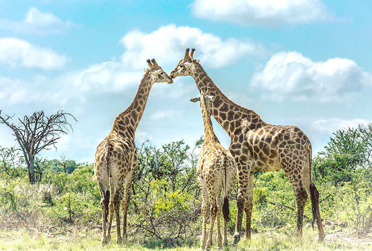 El apareamiento de las jirafas: una conquista extravagante