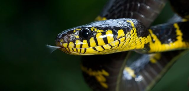 curiosidades-serpientes