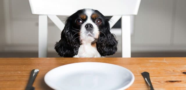dieta-casera-perros-intolerancia-alimentaria