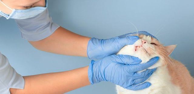 Mucosas pálidas en gatos